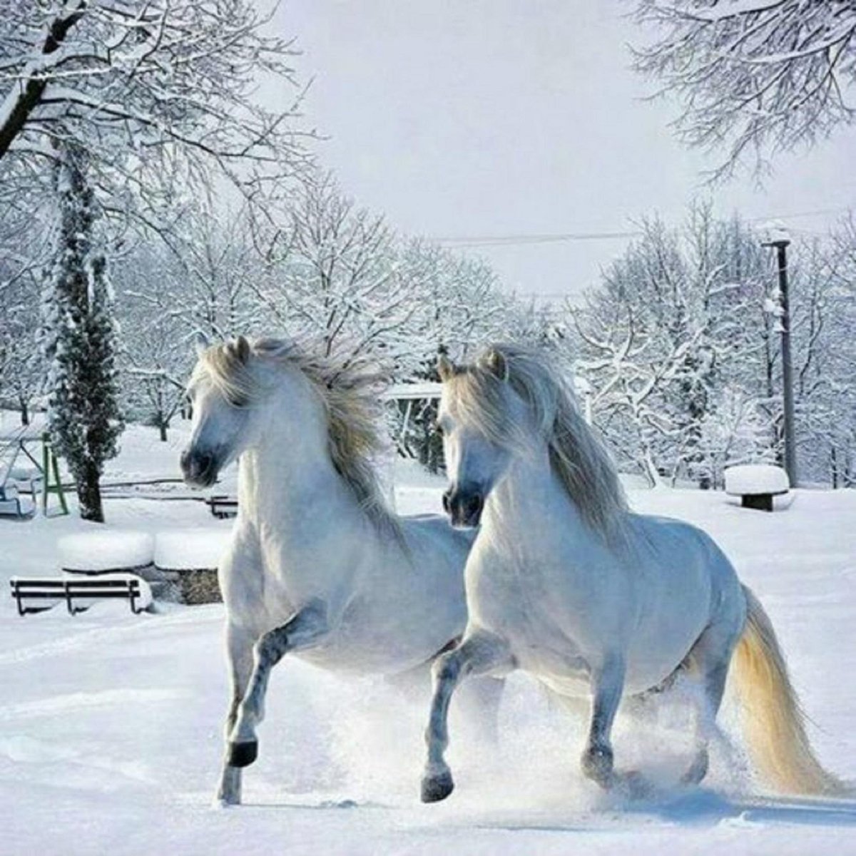 Тройка лошадей