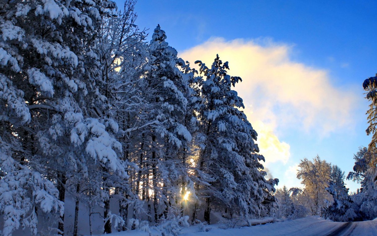 Зимняя природа