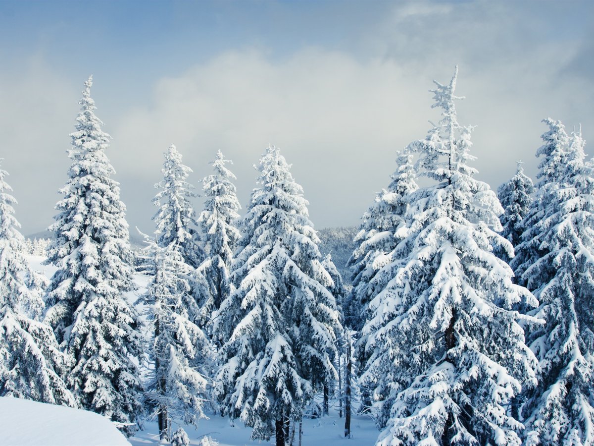 Зимой в лесу