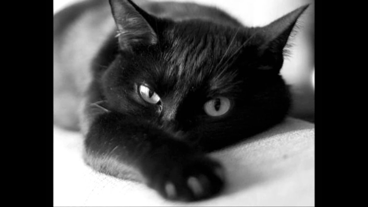 Черная кошка грустит