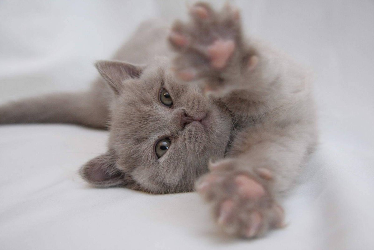 Нежные котята