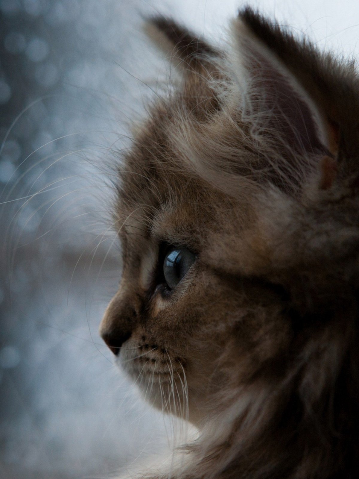 Грустная кошечка