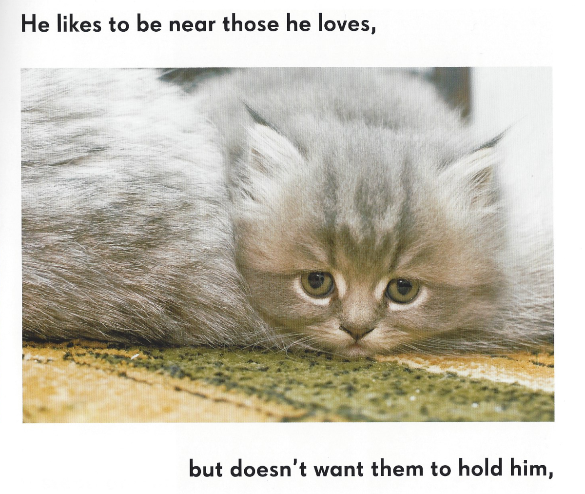 Кошечка скучает