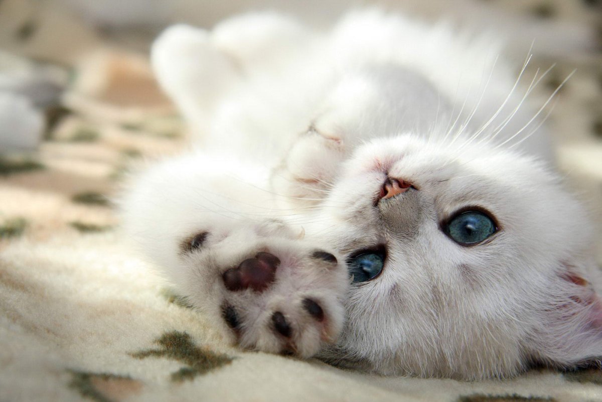 Котенок соскучился