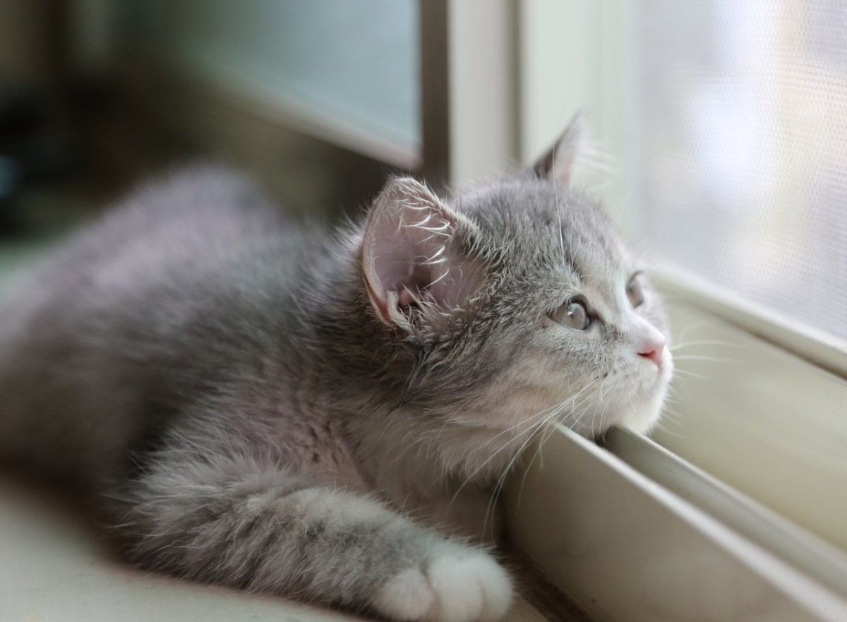 Кот на окне стих