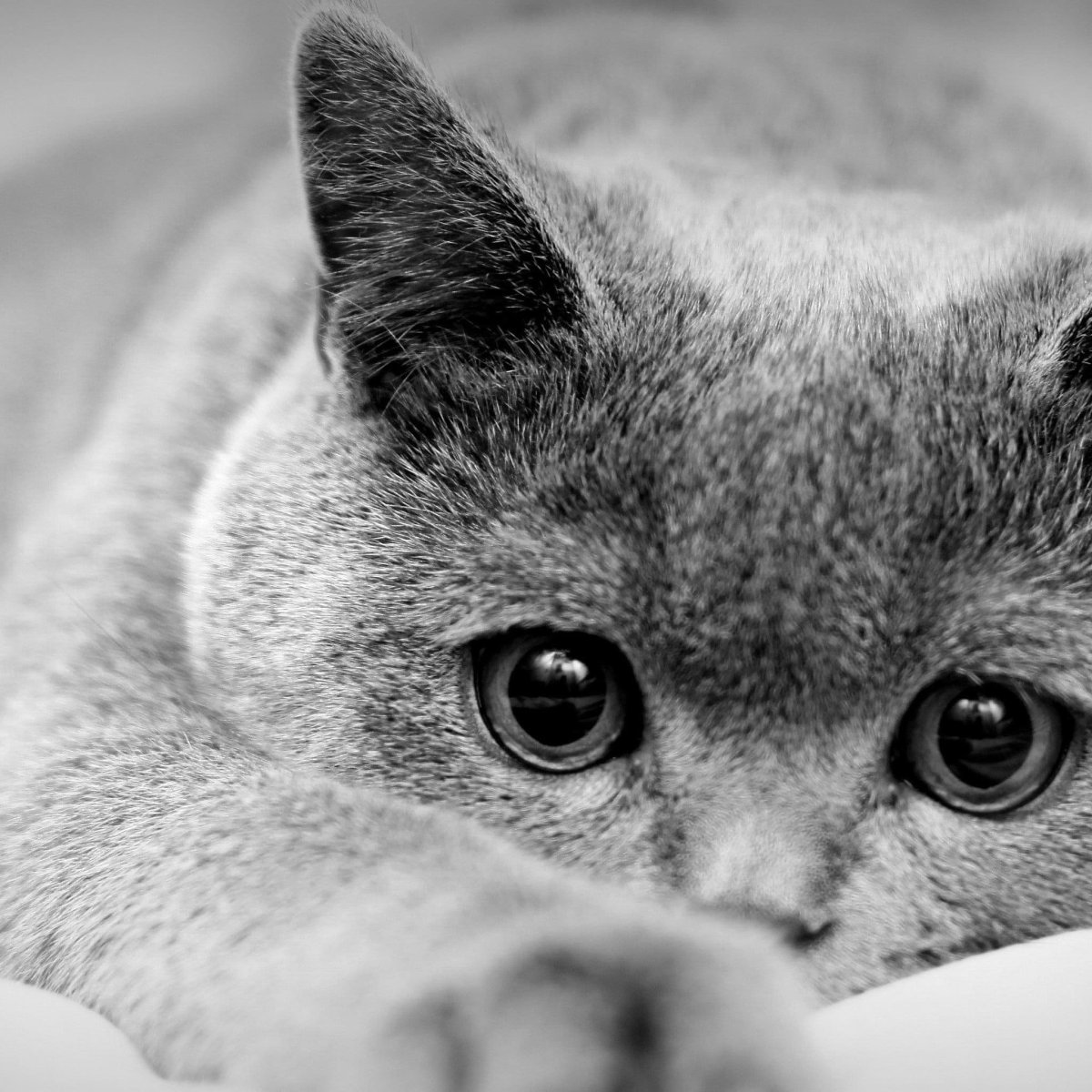 Красивые черно белые картинки