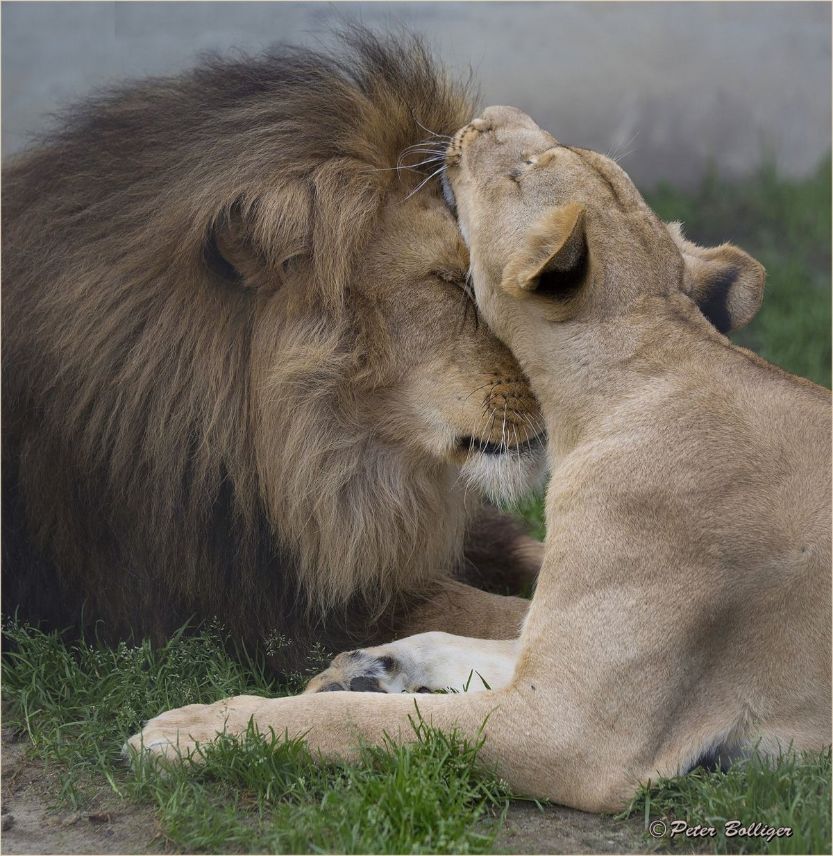 Львы целуются