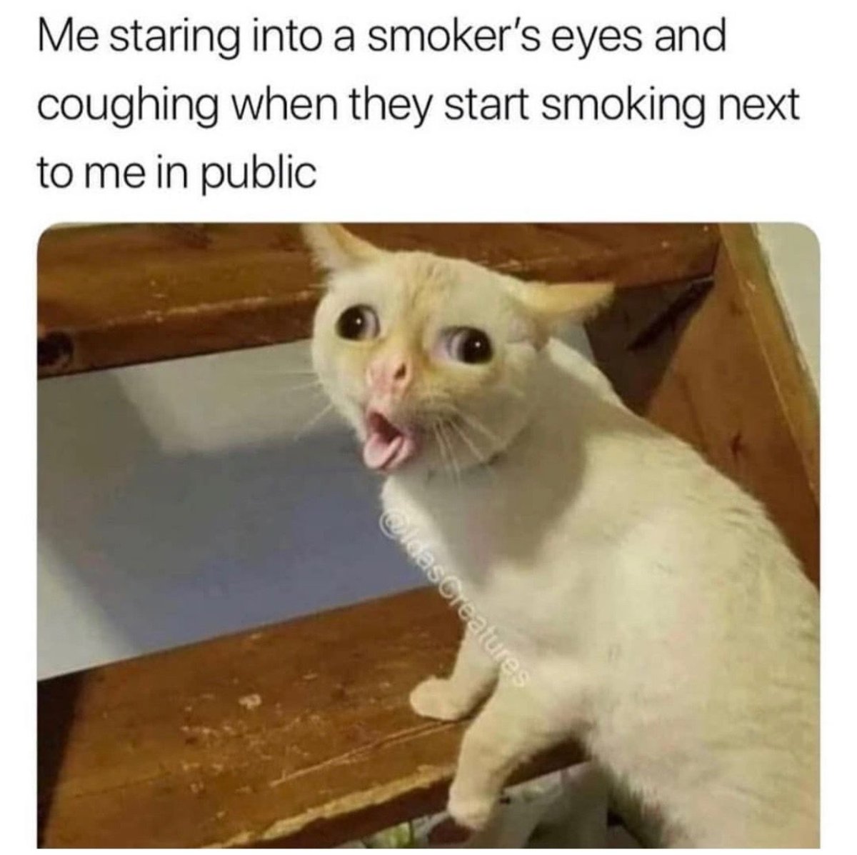 Красный попугай Мем