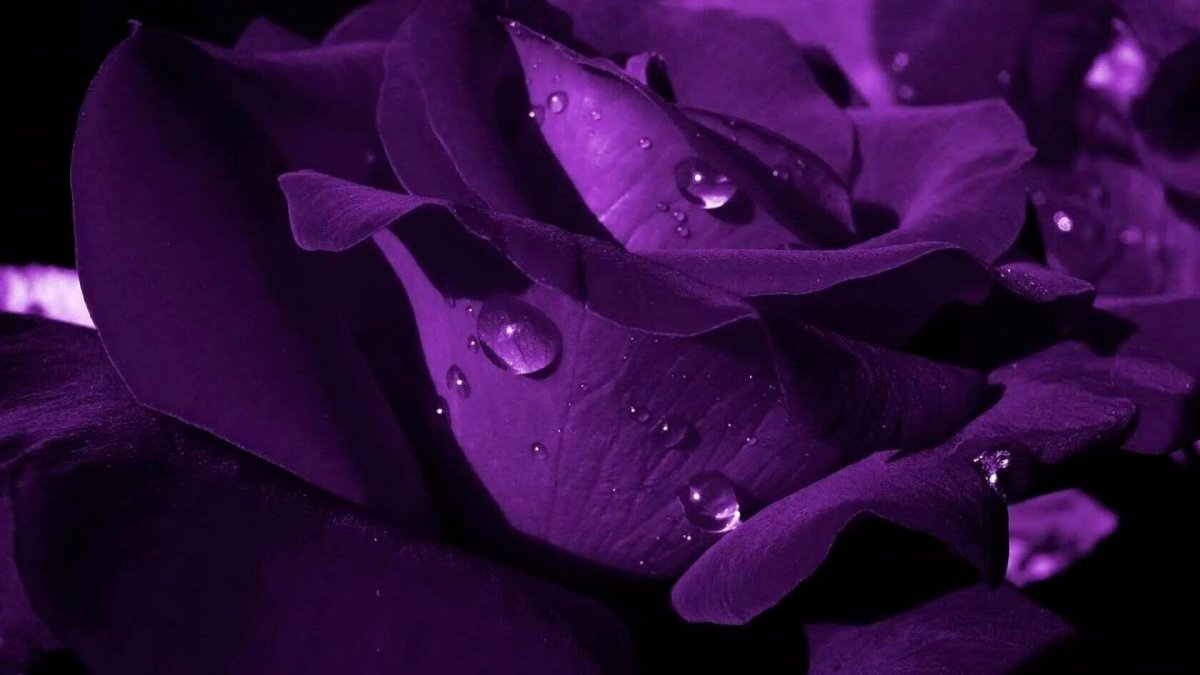 Красивый фиолетовый