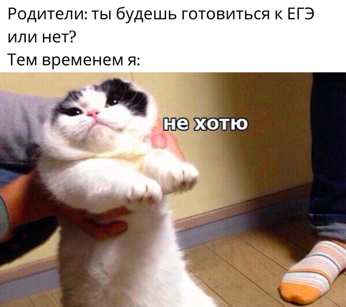 Кот не тык