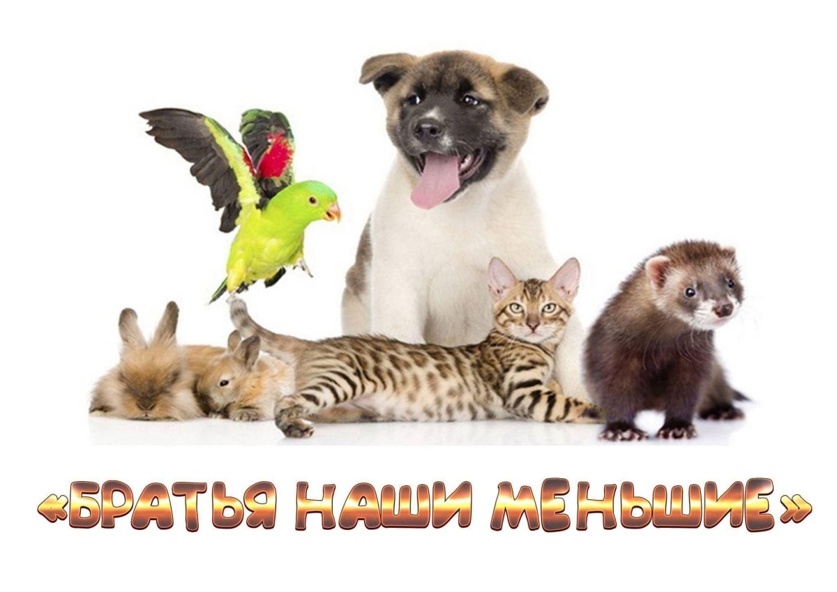 Животные братья наши меньшие