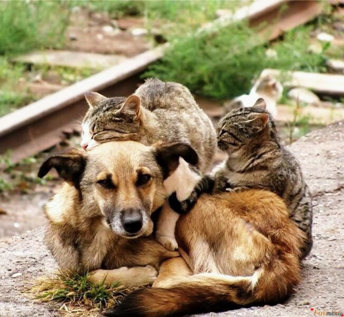 Животные помогают друг другу котики