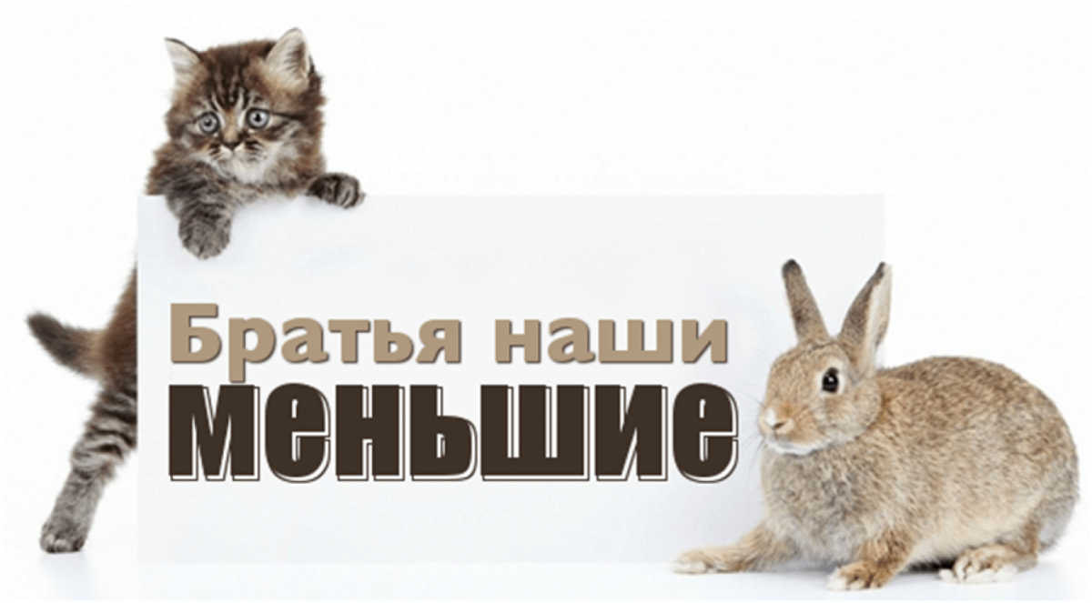 Надпись братья наши меньшие
