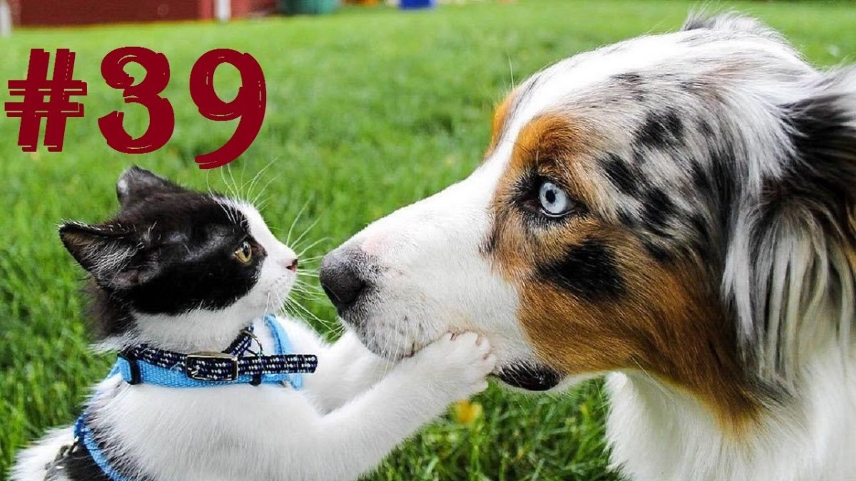 Взгляд собак кошек