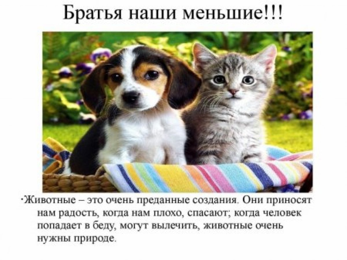 О братьях наших меньших презентация