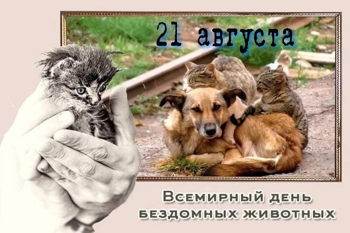 День бездомных животных