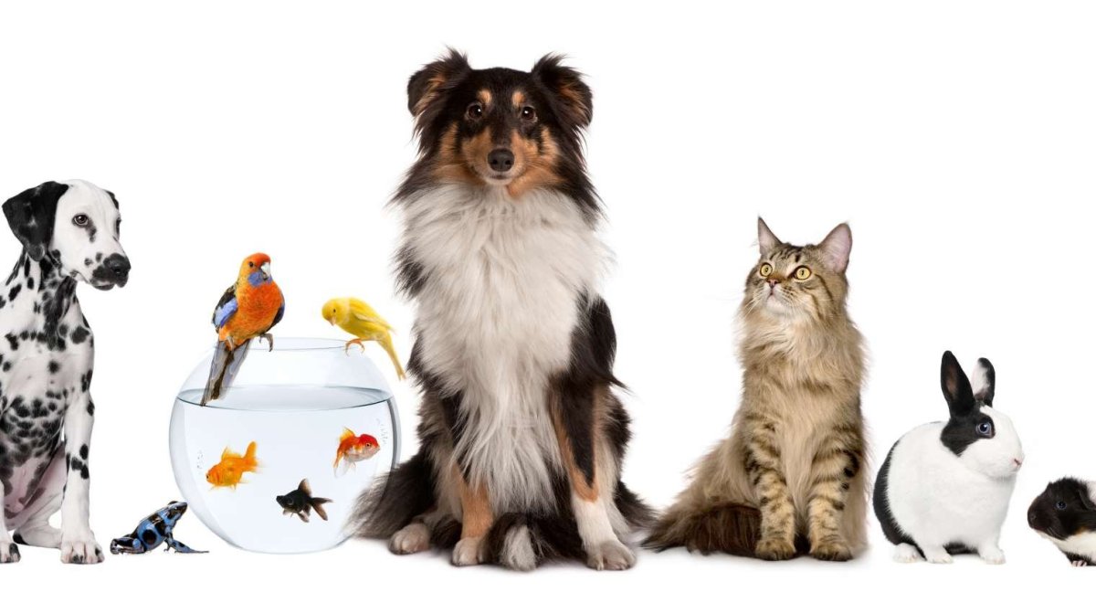 Фон для зоомагазина