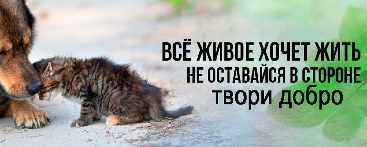 Отношение к бездомным животным