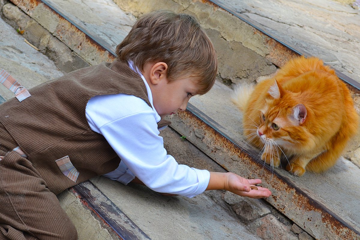 Котята приколы