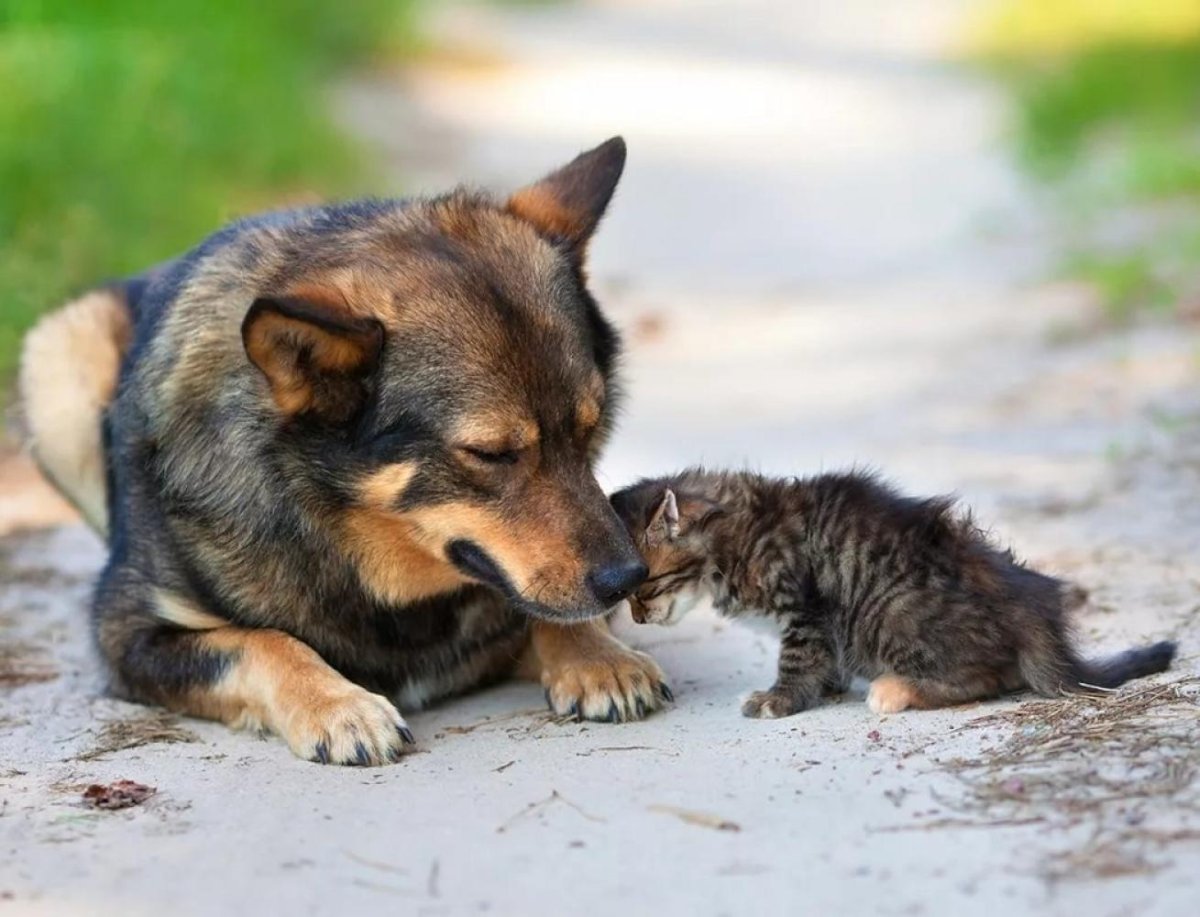 Бездомные животные
