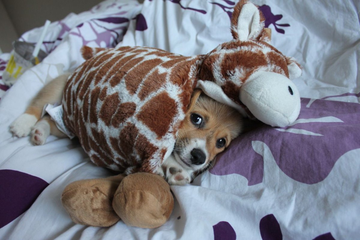 Забавные зверюшки фото