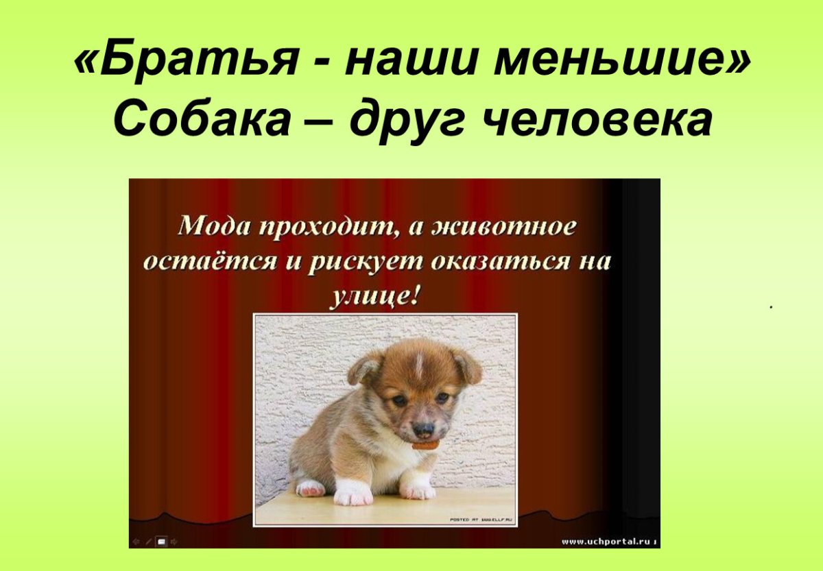 Братья наши меньшие