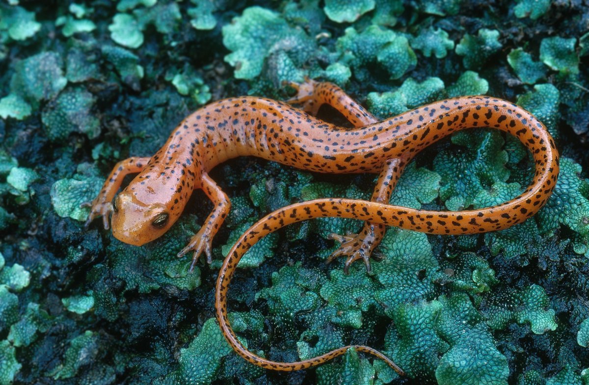 Тритон Дальневосточный