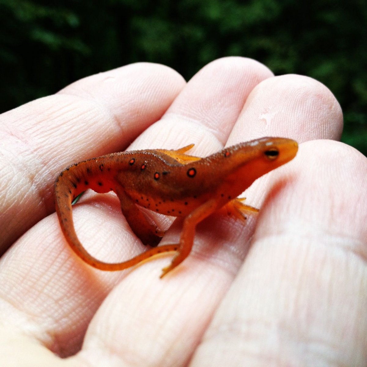 Саламандра Сомалийская