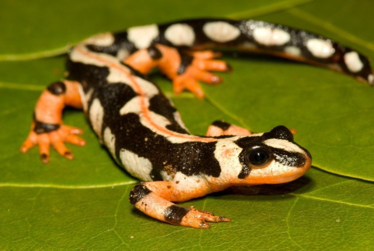 Тритон Огненная саламандра