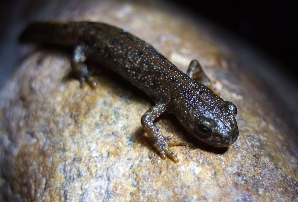 Тритон Земляной черный