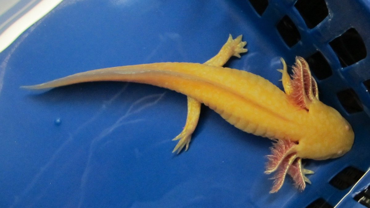 Аксолотль золотой
