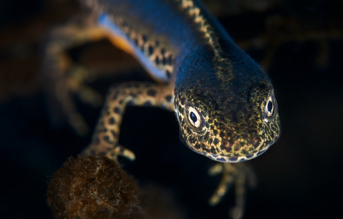 Тритон Карелина (Triturus karelinii)