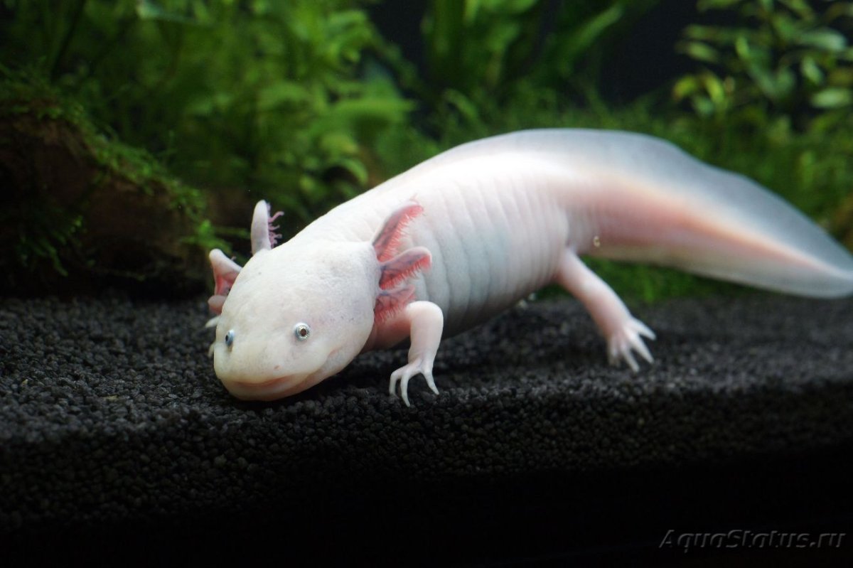 Аксолотль белый