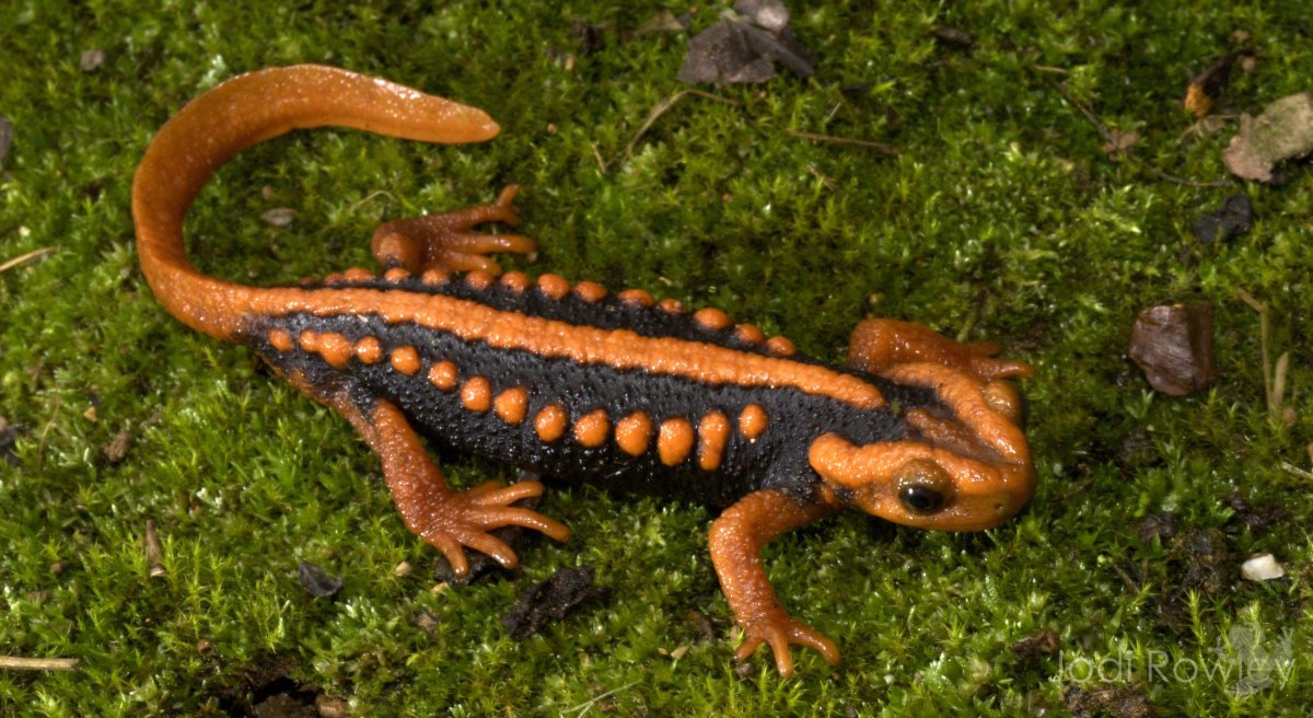 Крокодиловый Тритон