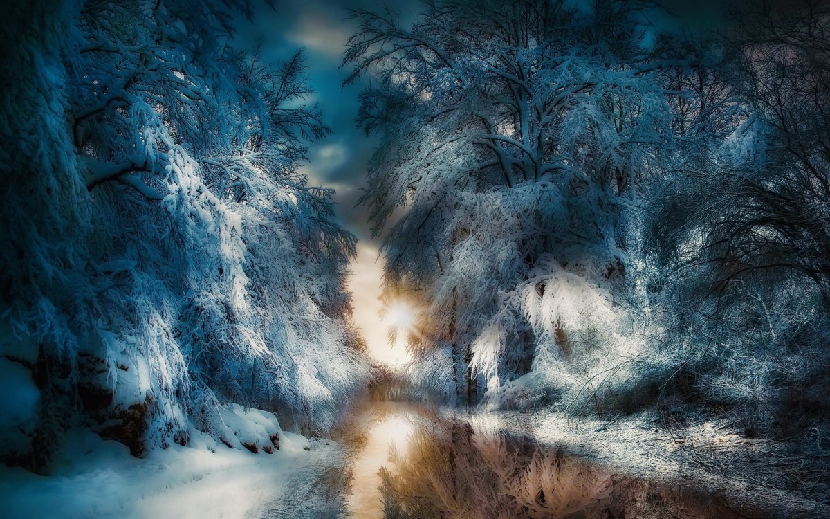 Зимний лес вечером