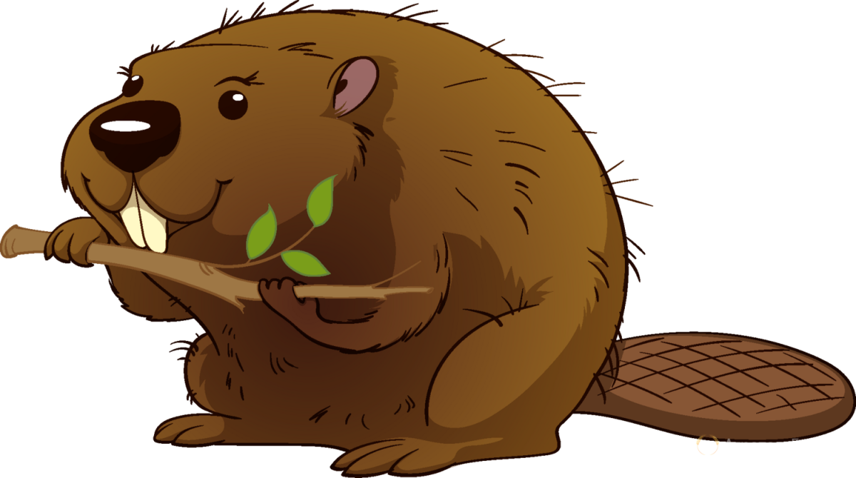 Бобры картинка для детей