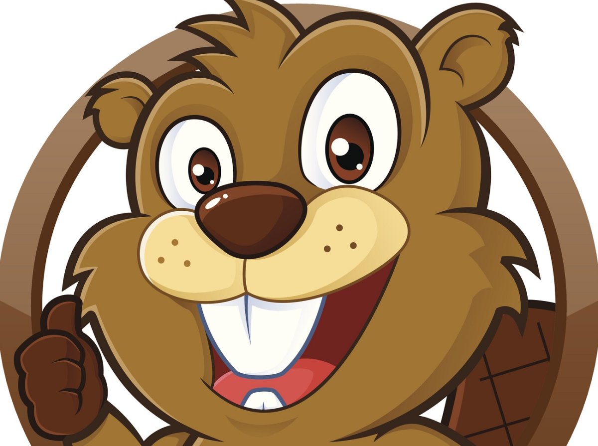 Канадский бобер на белом фоне