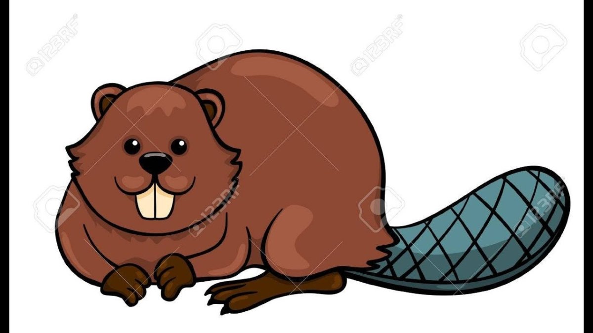 Бобер рисунок