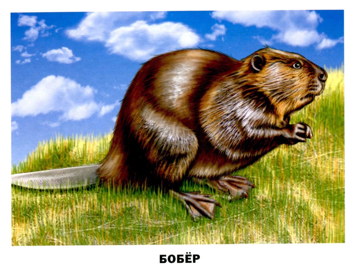 Бобры в лесу