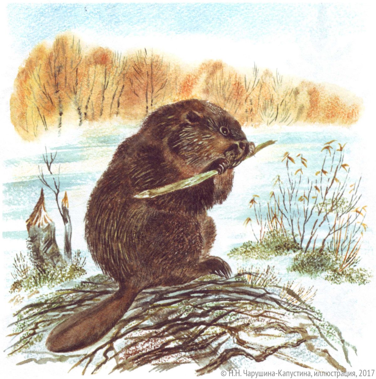 Бобер показывает класс