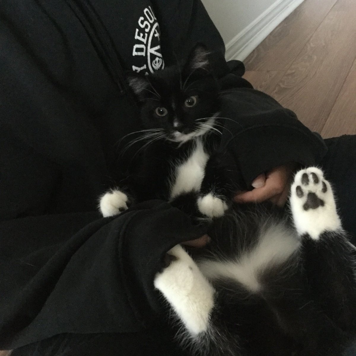 Чёрная кошка Эстетика