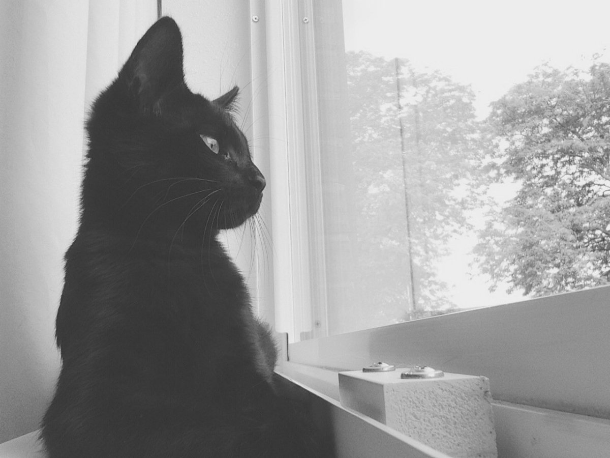 Чёрные коты Эстетика