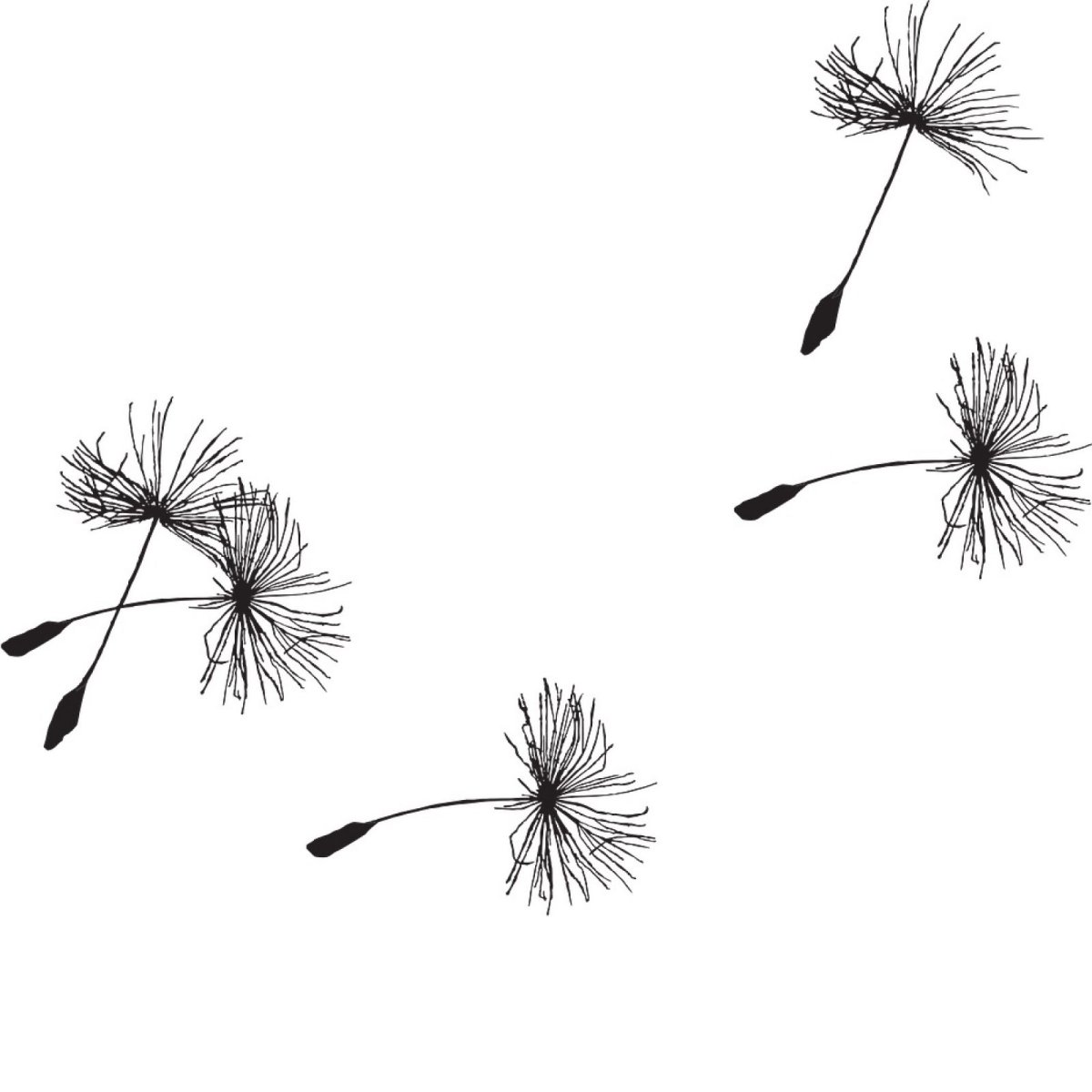 Одуванчик на белом фоне