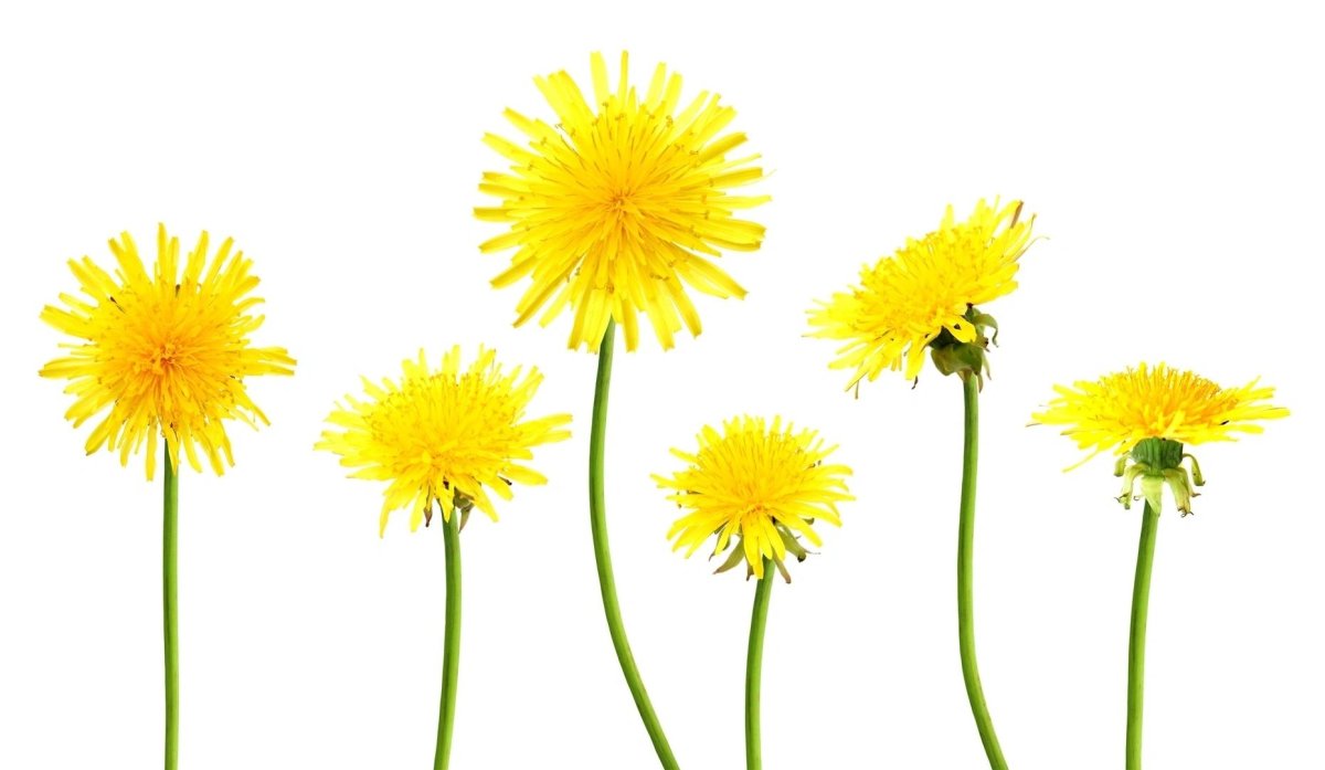 Одуванчик на прозрачном фоне