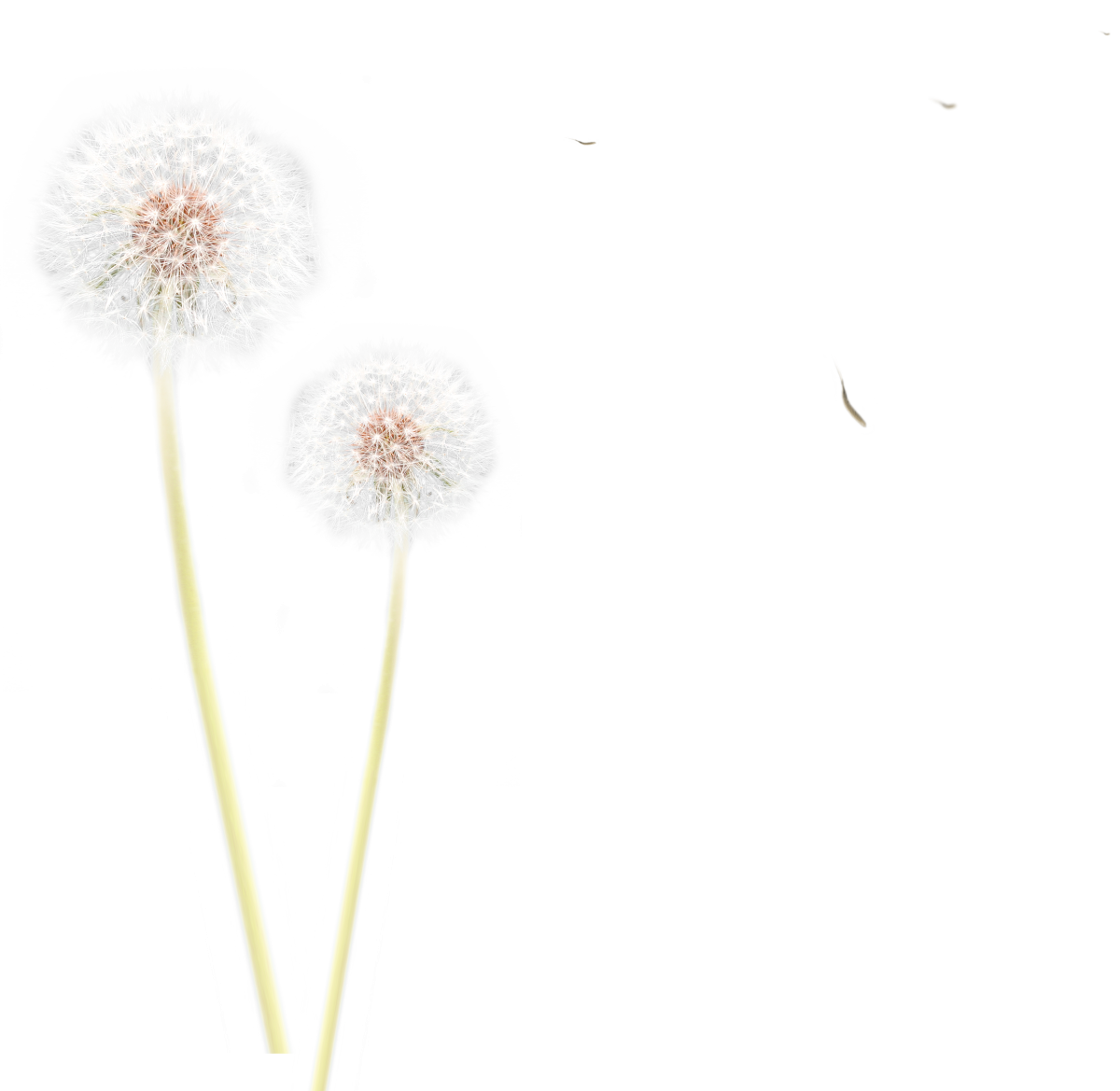 Одуванчик Геншин на белом фоне