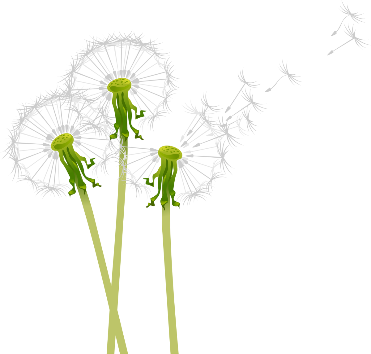 Одуванчик фото на белом фоне