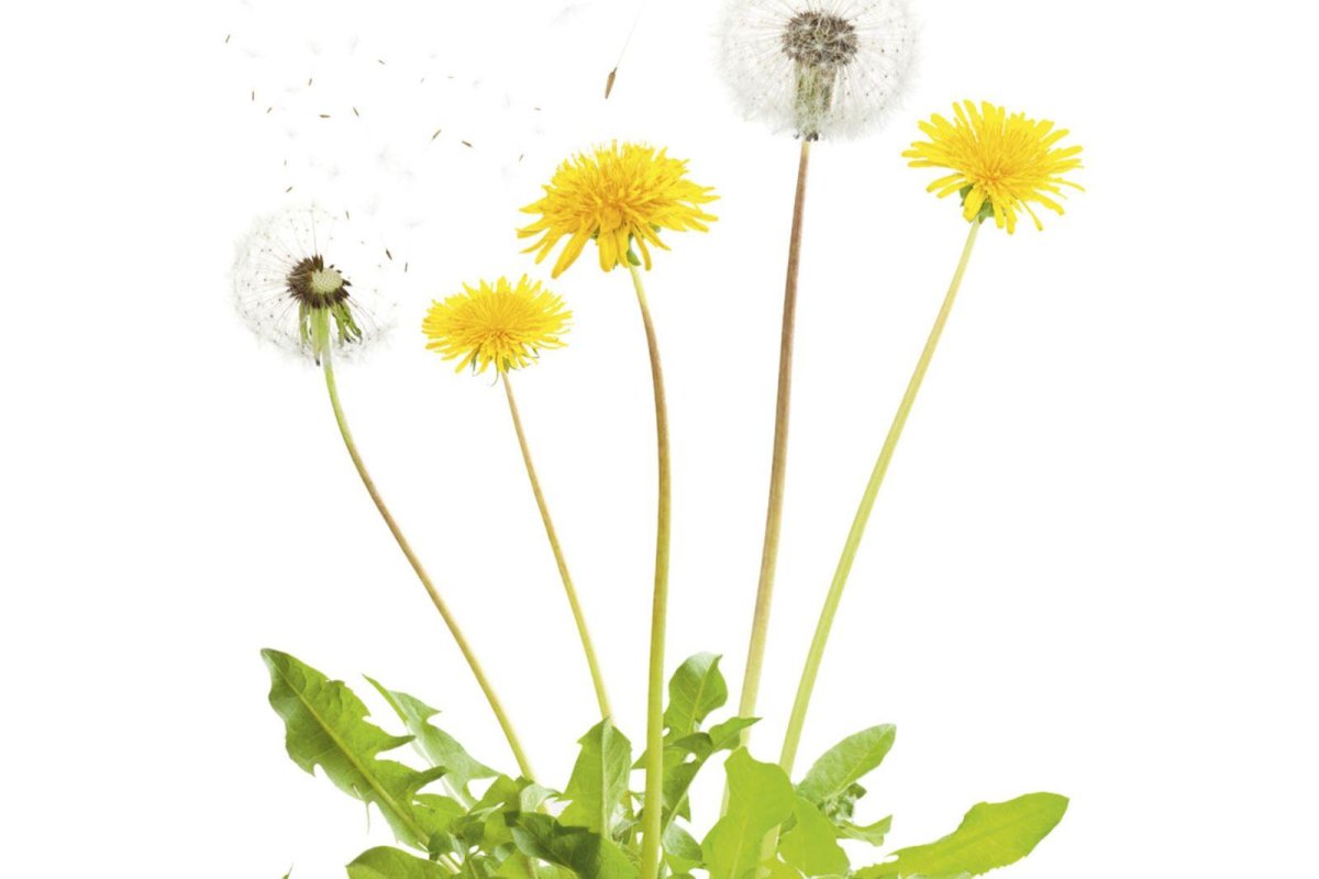 Зонтики одуванчика на прозрачном фоне