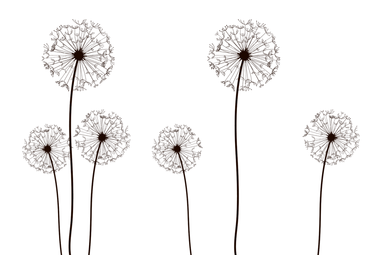 Одуванчик рисунок