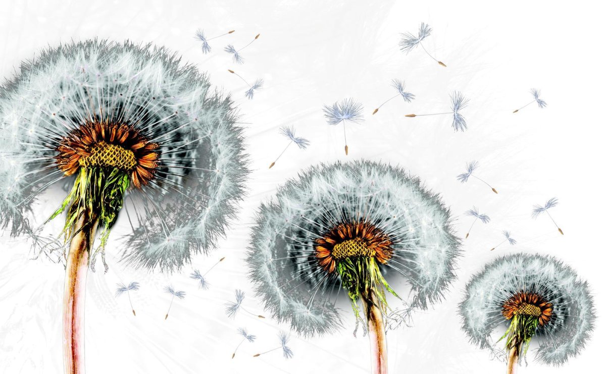 Желтые цветы на белом фоне