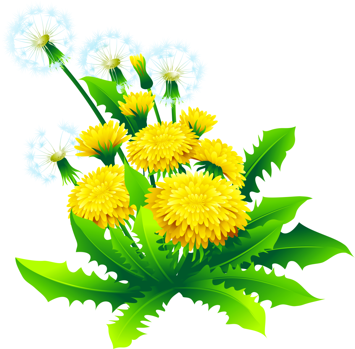 Одуванчики в черно белом цвете